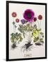 Floral Decoupage - Anemone-Camille Soulayrol-Framed Giclee Print