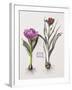 Floral Decoupage - Anthocyanin-Camille Soulayrol-Framed Giclee Print