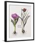 Floral Decoupage - Anthocyanin-Camille Soulayrol-Framed Giclee Print