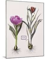 Floral Decoupage - Anthocyanin-Camille Soulayrol-Mounted Giclee Print