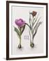 Floral Decoupage - Anthocyanin-Camille Soulayrol-Framed Giclee Print