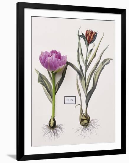 Floral Decoupage - Anthocyanin-Camille Soulayrol-Framed Giclee Print