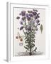 Floral Decoupage - Aster-Camille Soulayrol-Framed Giclee Print