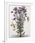 Floral Decoupage - Aster-Camille Soulayrol-Framed Giclee Print