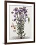 Floral Decoupage - Aster-Camille Soulayrol-Framed Giclee Print