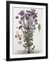 Floral Decoupage - Aster-Camille Soulayrol-Framed Giclee Print