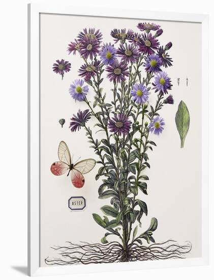 Floral Decoupage - Aster-Camille Soulayrol-Framed Giclee Print