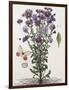 Floral Decoupage - Aster-Camille Soulayrol-Framed Giclee Print