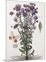Floral Decoupage - Aster-Camille Soulayrol-Mounted Giclee Print