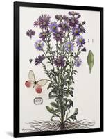 Floral Decoupage - Aster-Camille Soulayrol-Framed Giclee Print