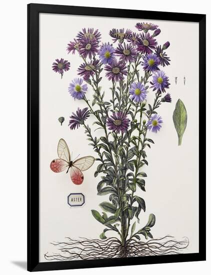 Floral Decoupage - Aster-Camille Soulayrol-Framed Giclee Print