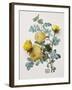 Floral Decoupage - Centifolia Rosa-Camille Soulayrol-Framed Giclee Print