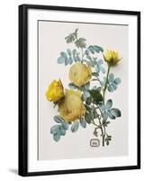 Floral Decoupage - Centifolia Rosa-Camille Soulayrol-Framed Giclee Print