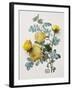 Floral Decoupage - Centifolia Rosa-Camille Soulayrol-Framed Giclee Print