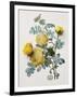 Floral Decoupage - Centifolia Rosa-Camille Soulayrol-Framed Giclee Print