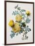 Floral Decoupage - Centifolia Rosa-Camille Soulayrol-Framed Giclee Print