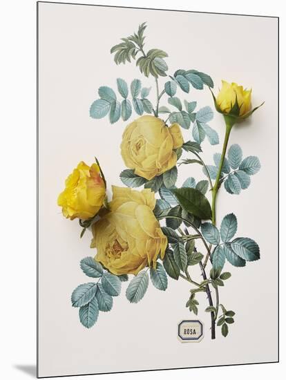 Floral Decoupage - Centifolia Rosa-Camille Soulayrol-Mounted Giclee Print