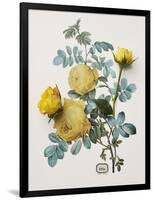 Floral Decoupage - Centifolia Rosa-Camille Soulayrol-Framed Giclee Print