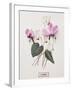 Floral Decoupage - Cyclamen-Camille Soulayrol-Framed Giclee Print