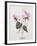 Floral Decoupage - Cyclamen-Camille Soulayrol-Framed Giclee Print