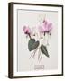 Floral Decoupage - Cyclamen-Camille Soulayrol-Framed Giclee Print