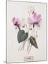 Floral Decoupage - Cyclamen-Camille Soulayrol-Mounted Giclee Print