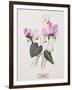 Floral Decoupage - Cyclamen-Camille Soulayrol-Framed Giclee Print