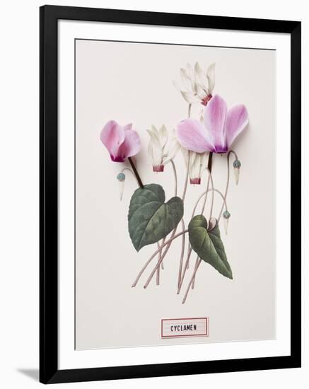 Floral Decoupage - Cyclamen-Camille Soulayrol-Framed Giclee Print