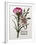 Floral Decoupage - Dianthus-Camille Soulayrol-Framed Giclee Print