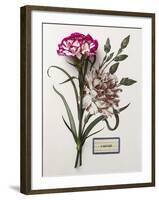 Floral Decoupage - Dianthus-Camille Soulayrol-Framed Giclee Print