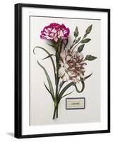 Floral Decoupage - Dianthus-Camille Soulayrol-Framed Giclee Print