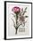 Floral Decoupage - Dianthus-Camille Soulayrol-Framed Giclee Print