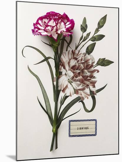 Floral Decoupage - Dianthus-Camille Soulayrol-Mounted Giclee Print