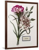 Floral Decoupage - Dianthus-Camille Soulayrol-Framed Giclee Print