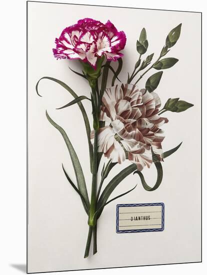 Floral Decoupage - Dianthus-Camille Soulayrol-Mounted Giclee Print