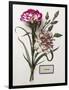 Floral Decoupage - Dianthus-Camille Soulayrol-Framed Giclee Print