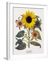 Floral Decoupage - Helianthus-Camille Soulayrol-Framed Giclee Print