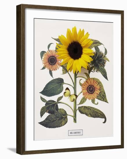 Floral Decoupage - Helianthus-Camille Soulayrol-Framed Giclee Print