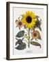 Floral Decoupage - Helianthus-Camille Soulayrol-Framed Giclee Print