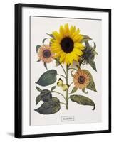 Floral Decoupage - Helianthus-Camille Soulayrol-Framed Giclee Print