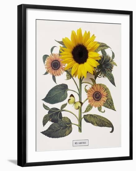 Floral Decoupage - Helianthus-Camille Soulayrol-Framed Giclee Print