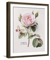 Floral Decoupage II-Camille Soulayrol-Framed Giclee Print