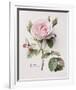 Floral Decoupage II-Camille Soulayrol-Framed Giclee Print