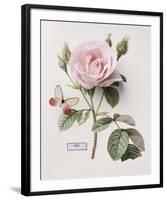 Floral Decoupage II-Camille Soulayrol-Framed Giclee Print