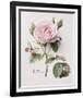 Floral Decoupage II-Camille Soulayrol-Framed Giclee Print