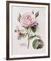 Floral Decoupage II-Camille Soulayrol-Framed Giclee Print