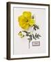 Floral Decoupage IV-Camille Soulayrol-Framed Giclee Print