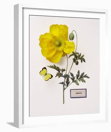 Floral Decoupage IV-Camille Soulayrol-Framed Giclee Print