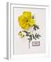 Floral Decoupage IV-Camille Soulayrol-Framed Giclee Print