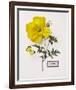 Floral Decoupage IV-Camille Soulayrol-Framed Giclee Print